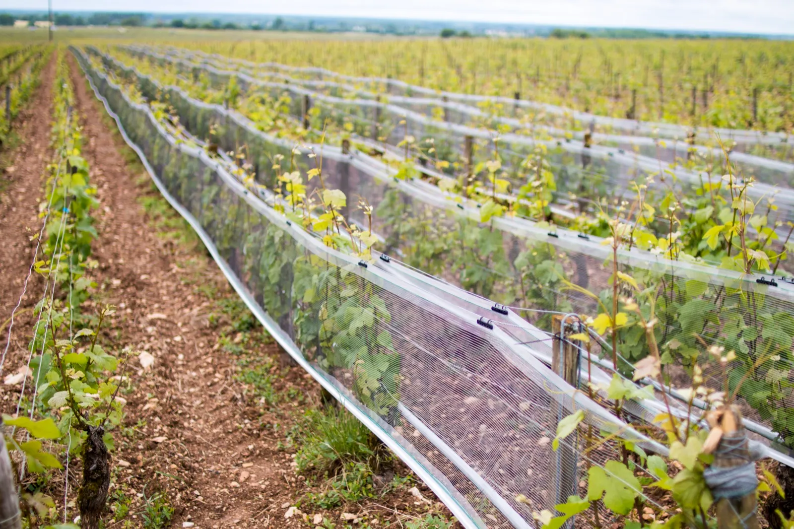 Filari di vigna coperti da reti antigrandine bianche